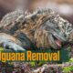 how to start an iguana removal business