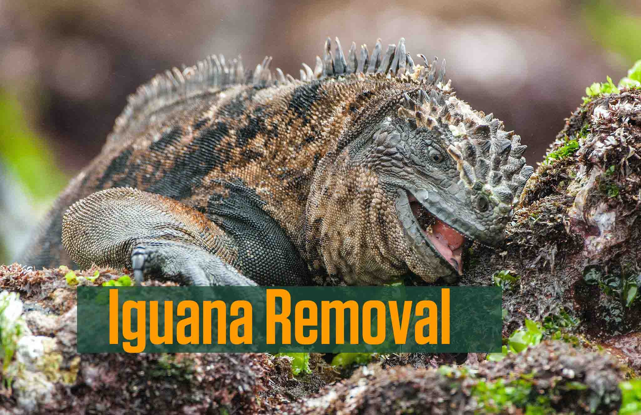how to start an iguana removal business
