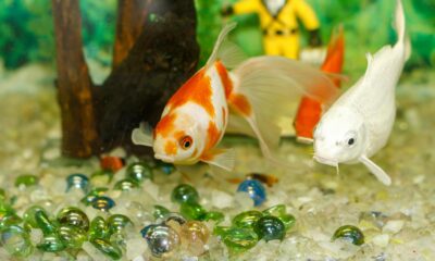 most profitable aquarium fish to breed
